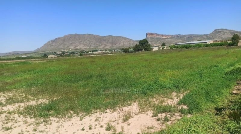 Murcia - Jumilla - 8944m2