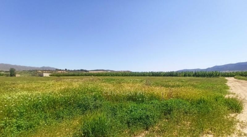 Murcia - Jumilla - 8944m2