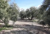 Terreny no urbanitzable en venda a la España, Lucena, ref.: TR335808 foto