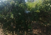 Non-developable land for sale on España, Castelló de la Plana, ref: TR315837 photo