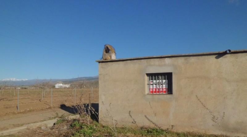 Almeria - Láujar de Andarax - 10000m2