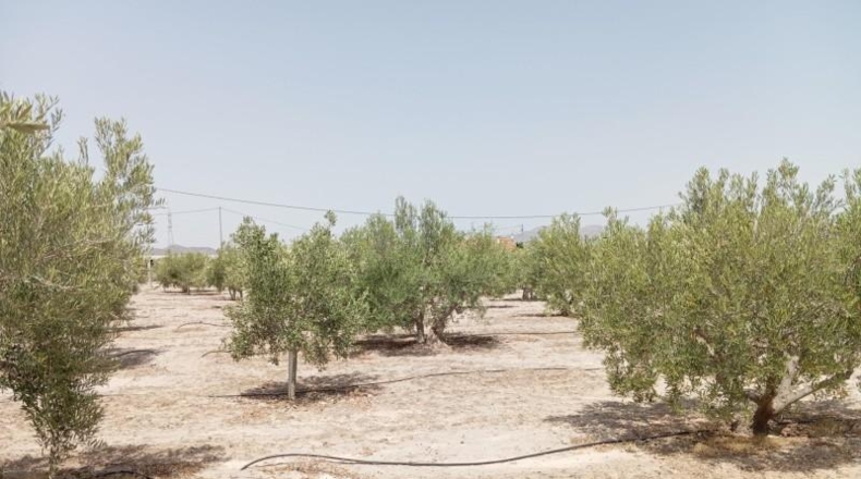 Murcia - Puerto Lumbreras - 15700m2