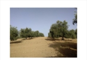 Terreno no urbanizable en venta en la España, Lucena, ref: TR241934 foto