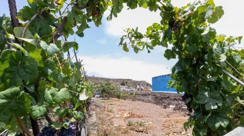 Santa Cruz de Tenerife - Icod de los Vinos - 700m2
