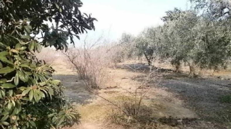 Tarragona - Riudecols - 105000m2