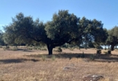 Terreny no urbanitzable en venda a la España, Aceituna, ref.: TR222196 foto
