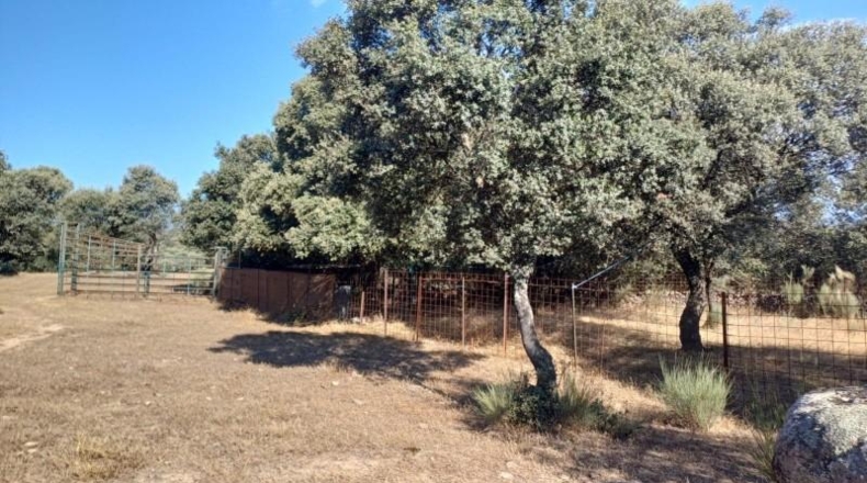 Cáceres - Aceituna - 150000m2