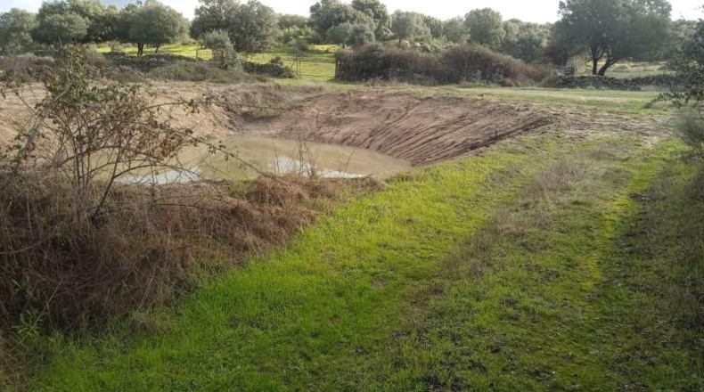 Cáceres - Aceituna - 150000m2