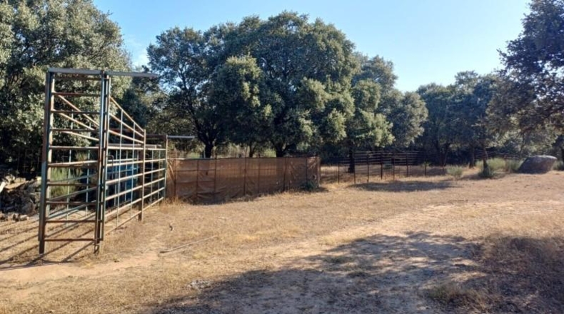 Cáceres - Aceituna - 150000m2