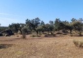 Terreny no urbanitzable en venda a la España, Aceituna, ref.: TR222196 foto