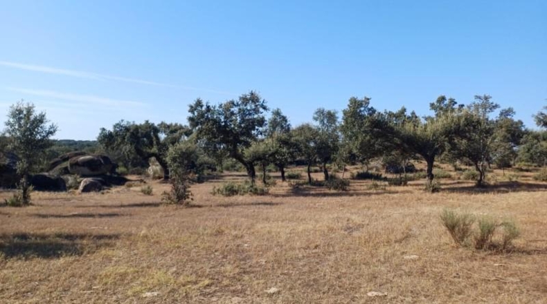 Cáceres - Aceituna - 150000m2