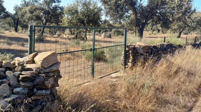 Cáceres - Aceituna - 150000m2
