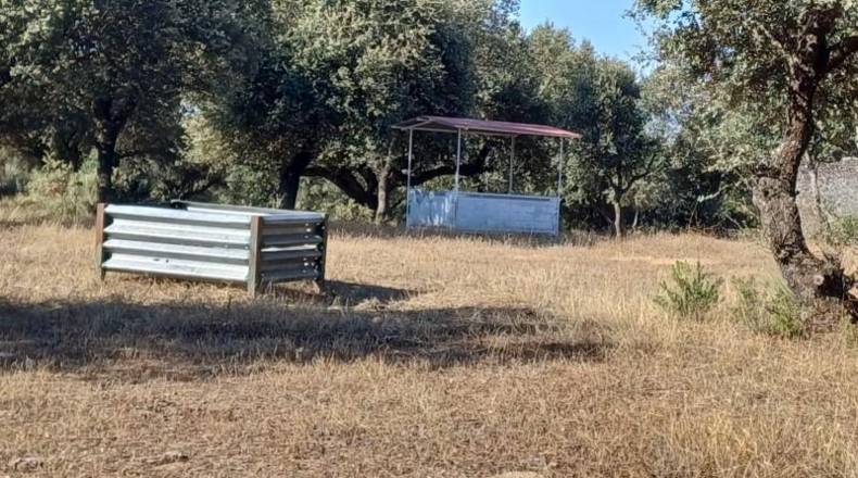 Cáceres - Aceituna - 150000m2