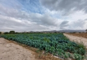 Земля на продажу у города Lorca Фото