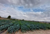Земля на продажу у города Lorca Фото