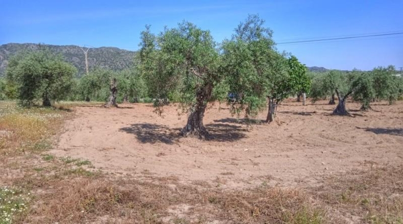 Caceres - Montánchez - 10000m2