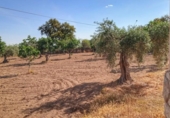 Xalet independent amb terreny en venda a la España, Montánchez, ref.: TR112280 foto