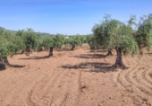Xalet independent amb terreny en venda a la España, Montánchez, ref.: TR112280 foto
