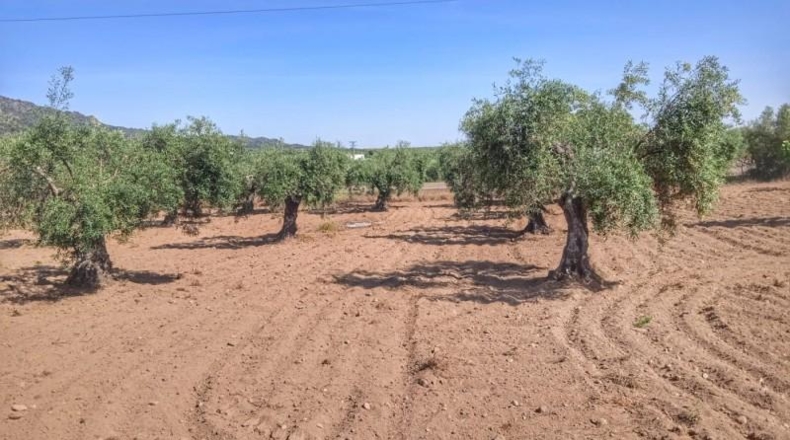 Caceres - Montánchez - 10000m2