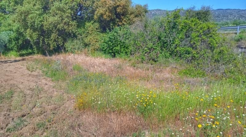 Caceres - Montánchez - 10000m2