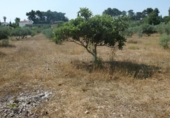Terreno no urbanizable en venta en la España, Ontinyent, ref: TR113795 foto