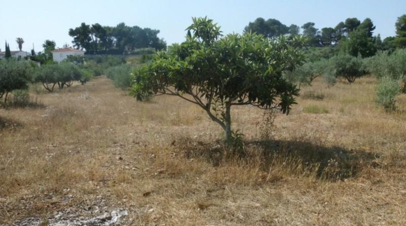 València - Onteniente - 9890m2