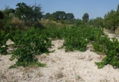 Terreno no urbanizable en venta en la España, Ontinyent, ref: TR113795 foto