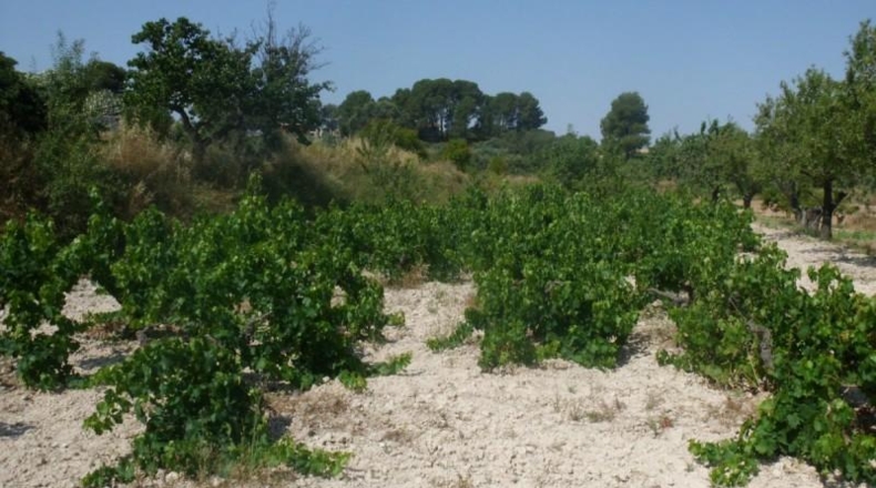 València - Onteniente - 9890m2