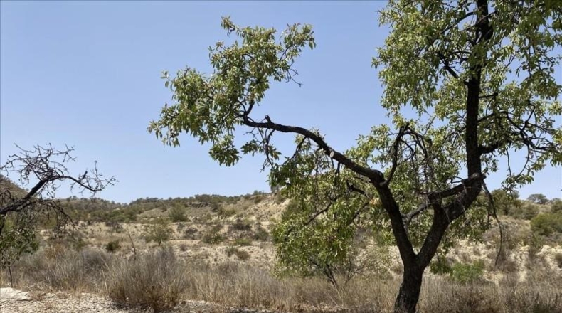 Murcia - Abanilla - 145000m2