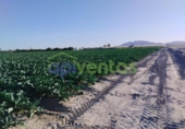 Земля на продажу у города Lorca Фото