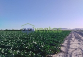 Земля на продажу у города Lorca Фото