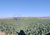 Земля на продажу у города Lorca Фото