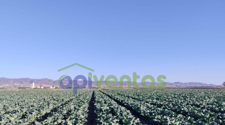 Murcia - Lorca - 28700m2