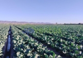 Земля на продажу у города Lorca Фото