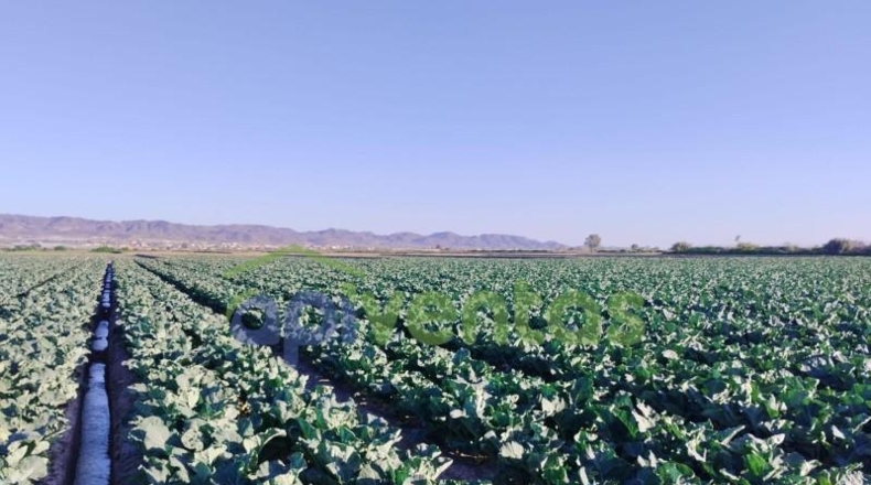 Murcia - Lorca - 28700m2