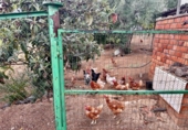 Finca rústica en venda a la España, Fuente Obejuna, ref.: TR344028 foto