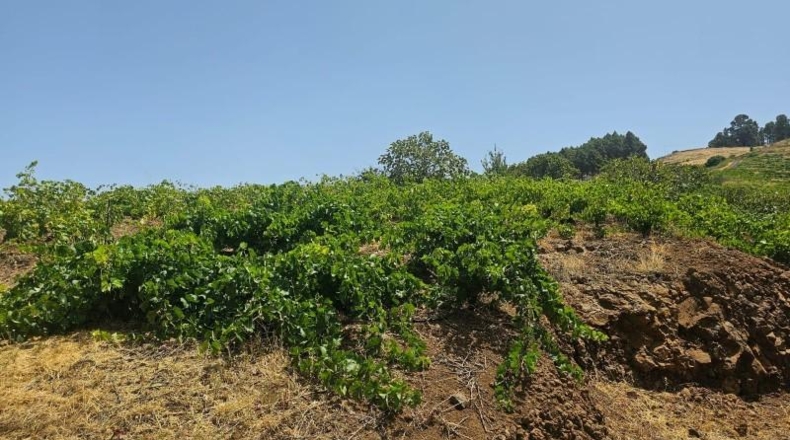 Santa Creu de Tenerife - La Traviesa - 7500m2