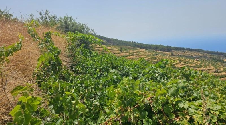 Santa Creu de Tenerife - La Traviesa - 7500m2