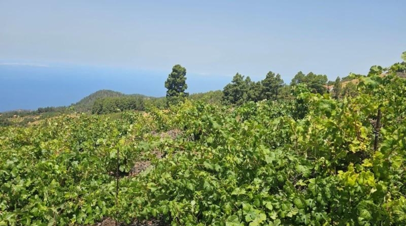 Santa Creu de Tenerife - La Traviesa - 7500m2