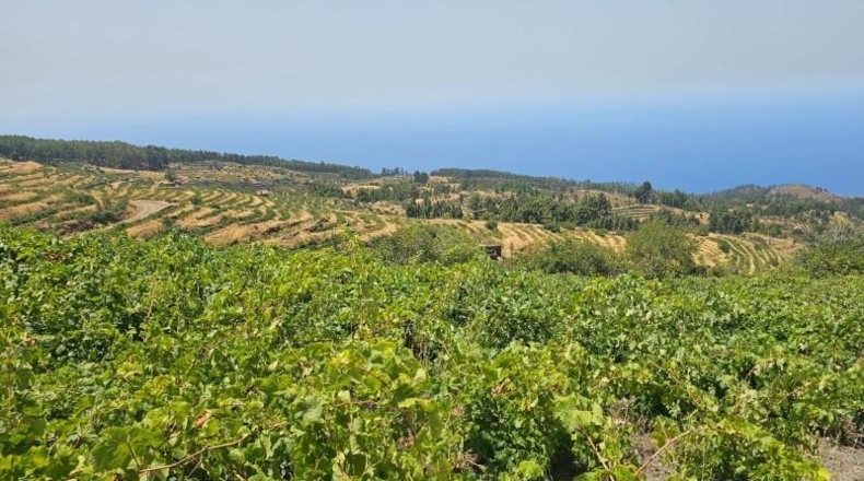 Santa Creu de Tenerife - La Traviesa - 7500m2