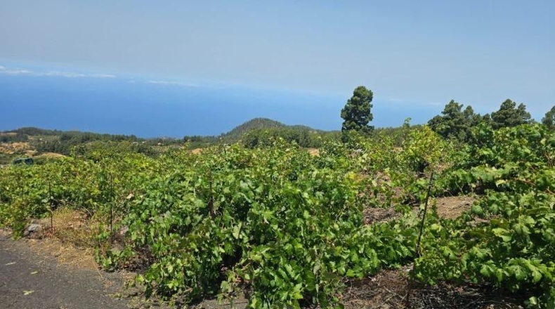 Santa Creu de Tenerife - La Traviesa - 7500m2