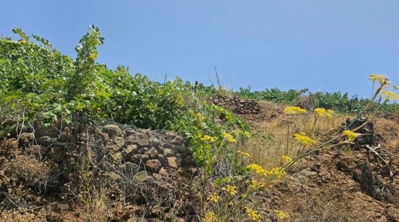 Santa Creu de Tenerife - La Traviesa - 7500m2