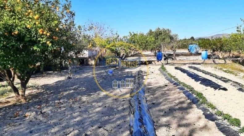 Valencia - Alcira - 7031m2