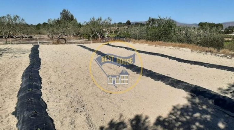 Valencia - Alcira - 7031m2