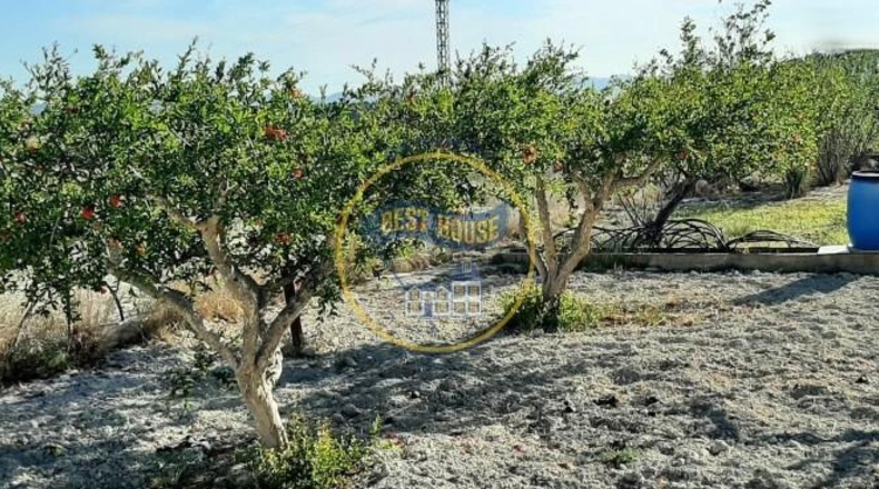 Valencia - Alcira - 7031m2