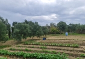 Xalet independent amb terreny en venda a la España, Chiclana de la Frontera, ref.: TR246227 foto