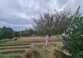 Xalet independent amb terreny en venda a la España, Chiclana de la Frontera, ref.: TR246227 foto