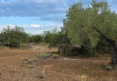 Xalet independent amb terreny en venda a la España, l'Ametlla de Mar, ref.: TR255071 foto