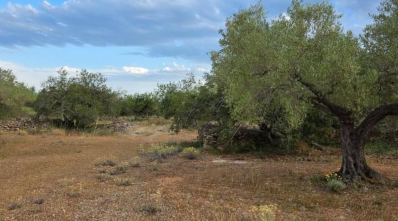 Tarragona - l'Ametlla de Mar - 45150m2