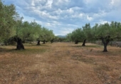 Xalet independent amb terreny en venda a la España, l'Ametlla de Mar, ref.: TR255071 foto
